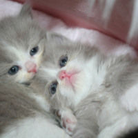 Photo de l'animal n°33267