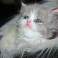 Photo de l'animal n°33267