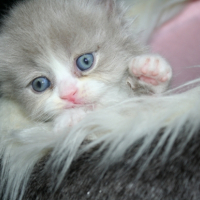 Photo #252932 de HORTENSE