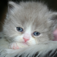 Photo #252935 de HORTENSE