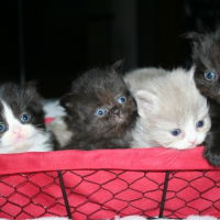 Photo #252938 de HORTENSE