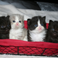 Photo #252940 de HORTENSE