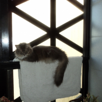 Photo de l'animal n°33186