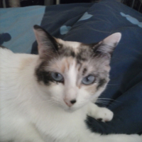 Photo #252984 de neige