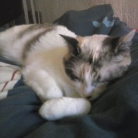 Photo #252985 de neige