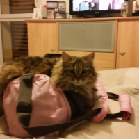 Photo #252996 de Rubis