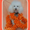 Photo de l'animal n°33308