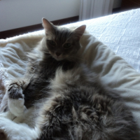 Photo de l'animal n°33186
