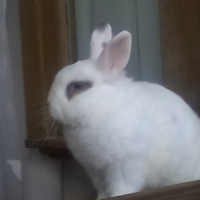 Photo #253153 de Léo