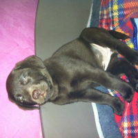 Photo #253203 de simba