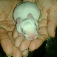 Photo #253234 de Léo