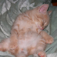Photo #253289 de Moustic