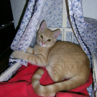 Photo #253290 de Moustic