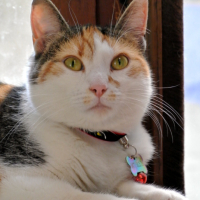 Photo #253299 de Olympe