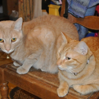 Photo #253303 de Figaro