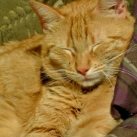 Photo #253305 de Figaro