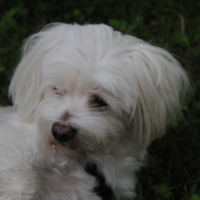 Photo #253311 de Benji