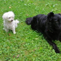 Photo #253312 de Benji