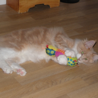 Photo #253319 de Hoggy