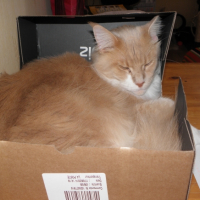 Photo #253324 de Hoggy