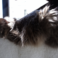 Photo #253343 de Zazie