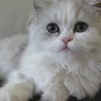 Photo #253346 de Maya
