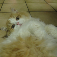Photo #253347 de Maya