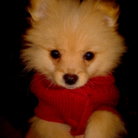Photo #253428 de VAUGEOIS