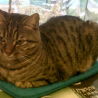 Photo #253433 de monsieur bb gris