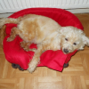 Photo de l'animal n°33381