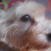 Photo de l'animal n°33381