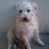 Photo de l'animal n°33381