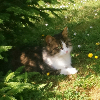 Photo de l'animal n°33386