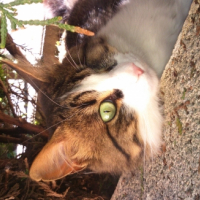 Photo de l'animal n°33386
