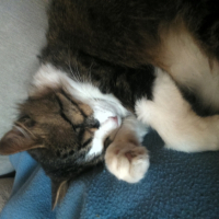 Photo de l'animal n°33386