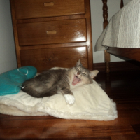 Photo #253505 de Zazie