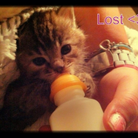 Photo #253540 de Lost