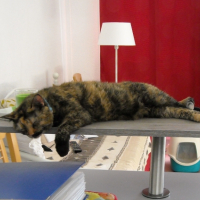 Photo #253550 de Maya