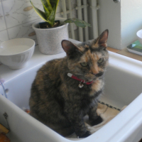 Photo #253551 de Maya