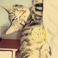 Photo #253638 de Litchy
