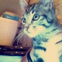 Photo #253639 de Litchy