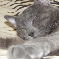 Photo #253683 de Nesta