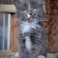 Photo de l'animal n°33461