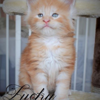 Photo de l'animal n°33461