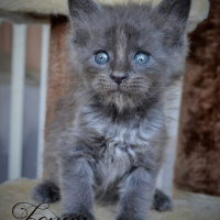 Photo #253713 de Irvana