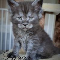 Photo #253715 de Irvana