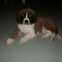 Photo #253728 de Jetset