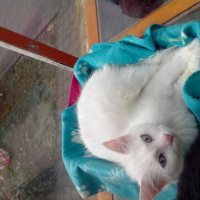 Photo #253731 de Maurice