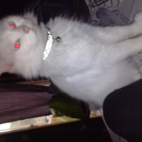 Photo #253732 de Maurice