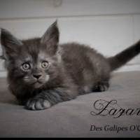 Photo #253763 de Irvana